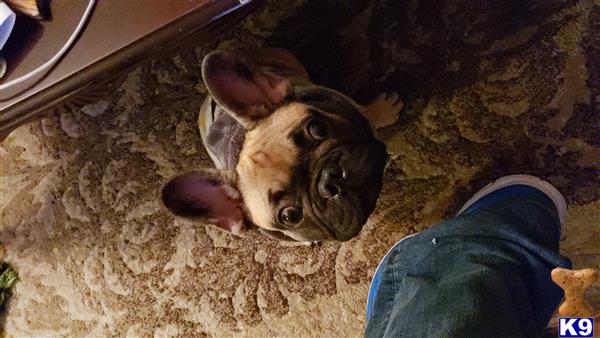 a french bulldog dog lying on a carpet