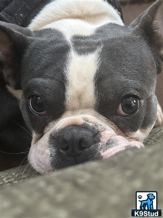 a close up of a boston terrier dog