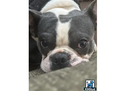 a close up of a boston terrier dog