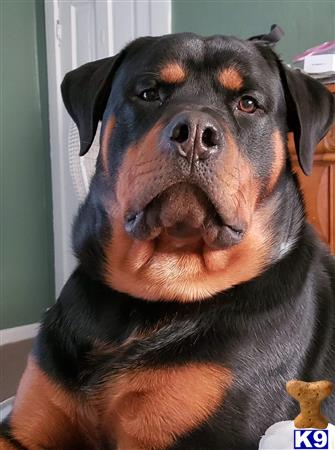 a rottweiler dog with a sad face