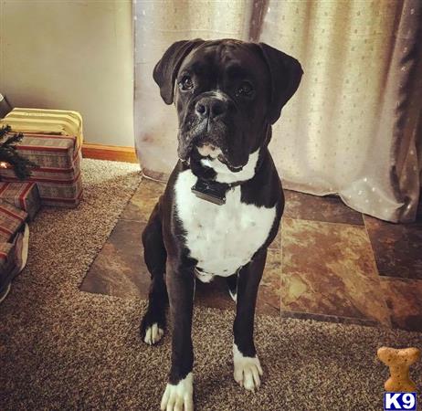 a black and white boxer dog