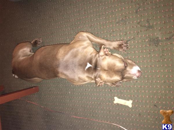 a american pit bull dog lying on its back on the ground