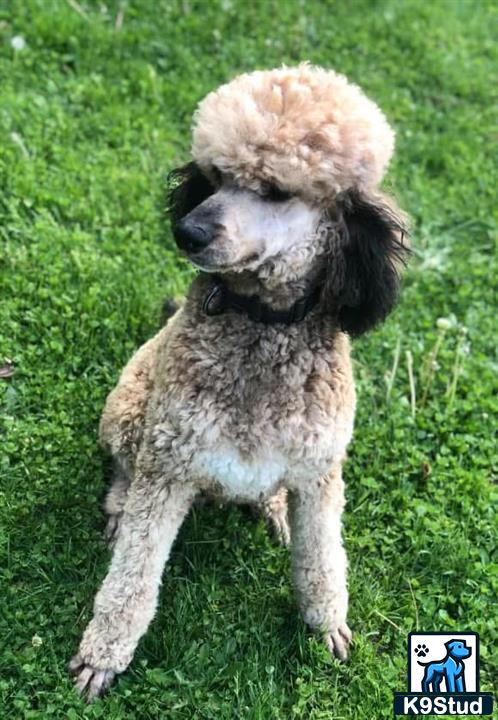 a poodle dog sitting on grass