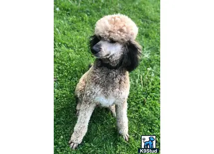 a poodle dog sitting on grass