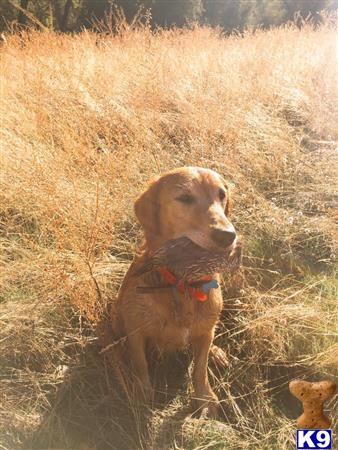 a golden retriever dog sitting in a field