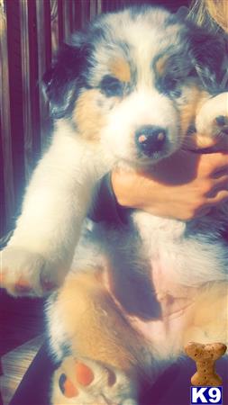 a australian shepherd dog holding a stuffed animal