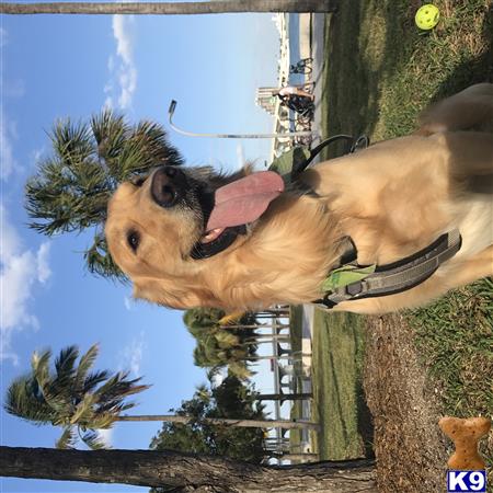 a golden retriever dog with a leash