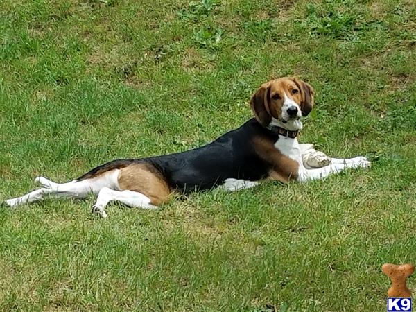 a treeing walker coonhound dog lying on the grass