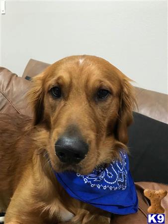 a golden retriever dog holding a blue ball