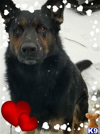 a black german shepherd dog with red hearts on its head