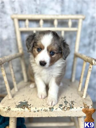 a australian shepherd puppy standing on a wooden chair