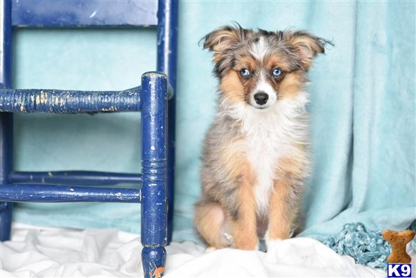 a australian shepherd dog standing on snow