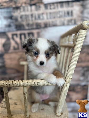 a australian shepherd dog sitting on a chair