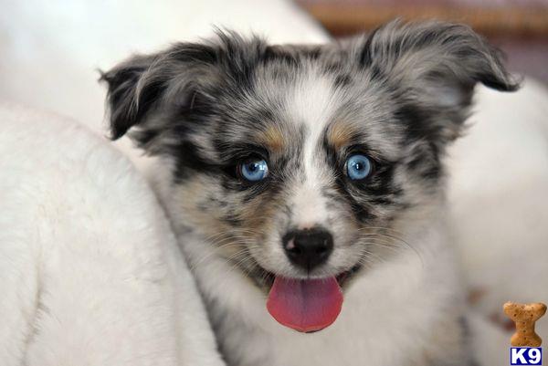 a australian shepherd dog with blue eyes