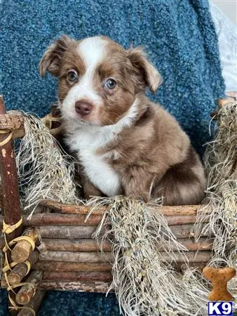 a australian shepherd dog sitting in a basket