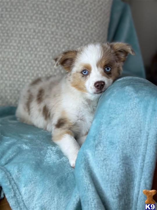 a australian shepherd dog lying on a couch