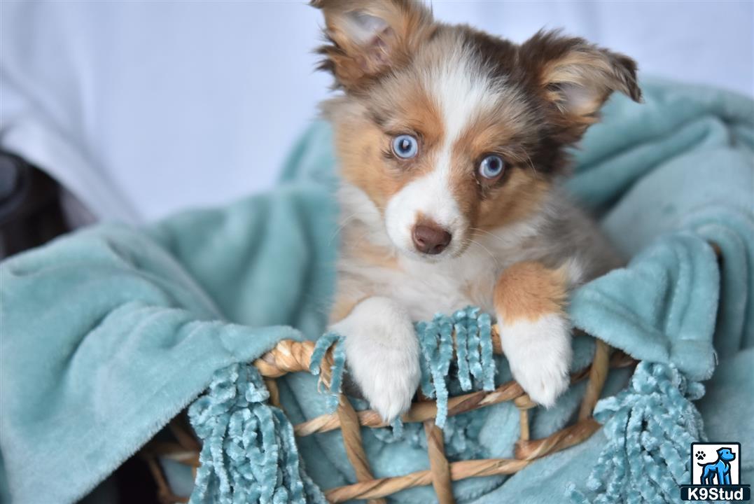 a australian shepherd puppy in a blanket