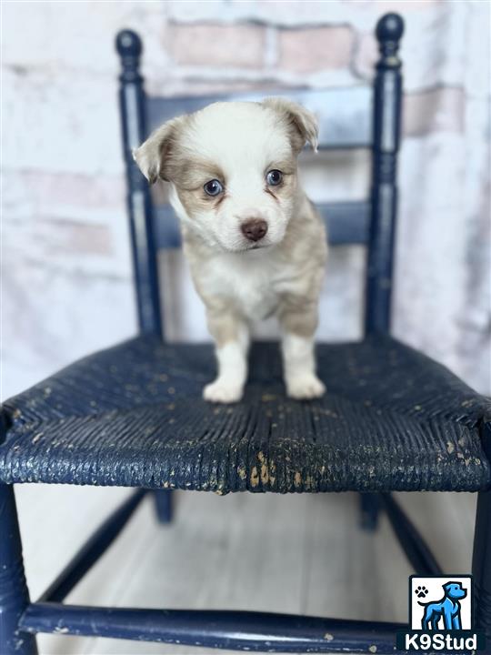 a small australian shepherd puppy standing on a chair