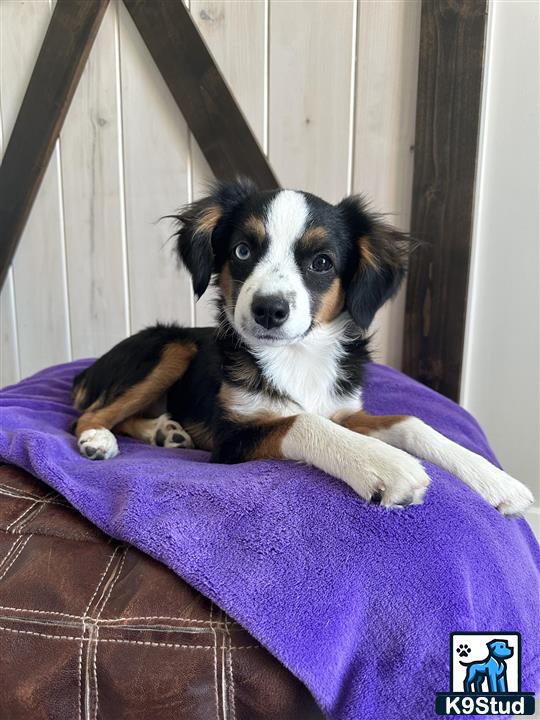 a australian shepherd dog lying on a purple blanket