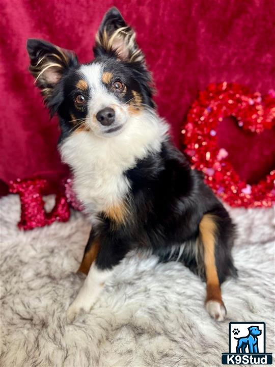 a australian shepherd dog sitting on a blanket