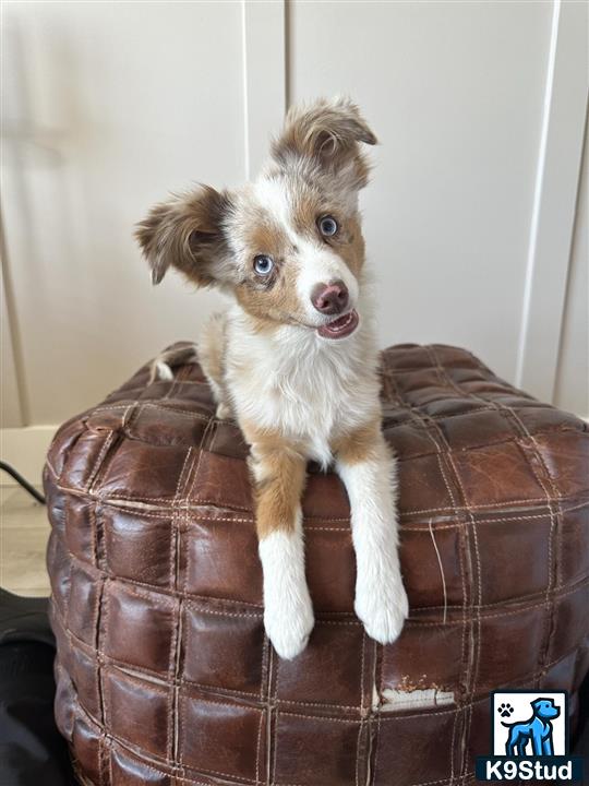 a australian shepherd dog sitting on a chair