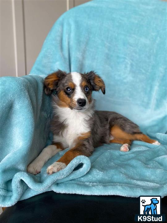 a australian shepherd dog lying on a couch