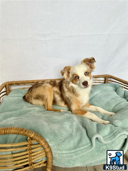 a australian shepherd dog lying on a bed