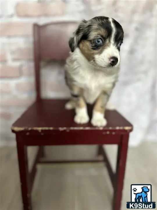 a small australian shepherd dog sitting on a chair