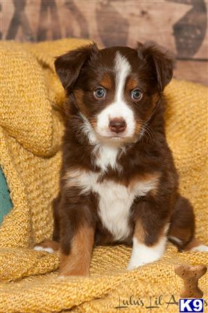 a small miniature australian shepherd dog sitting on a couch