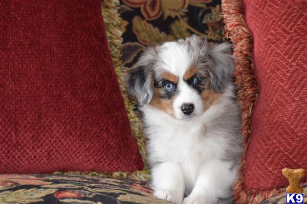 a miniature australian shepherd dog sitting on a couch