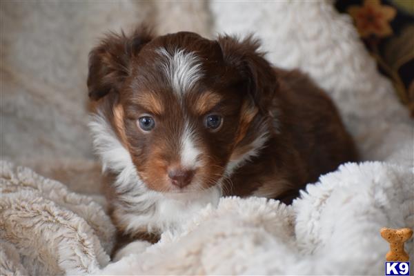 a brown and white miniature australian shepherd puppy