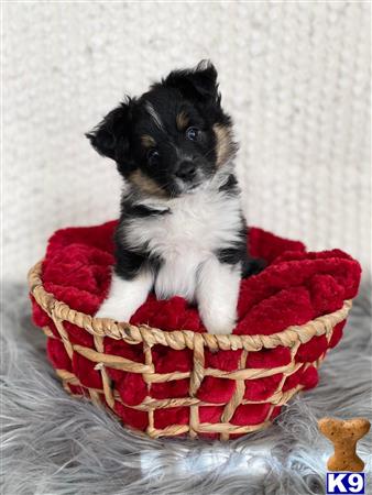 a miniature australian shepherd dog sitting in a basket