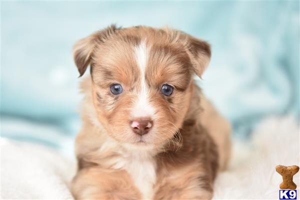 a miniature australian shepherd puppy with blue eyes