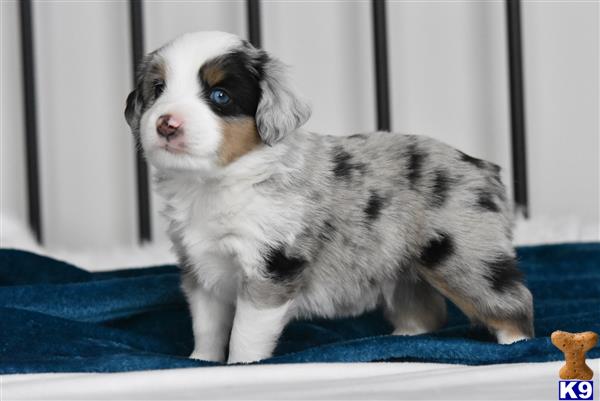 a miniature australian shepherd puppy standing on a blue surface