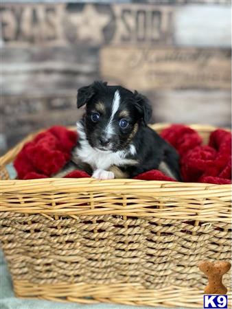a miniature australian shepherd dog in a basket