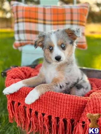a miniature australian shepherd dog in a chair