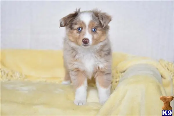 a small miniature australian shepherd puppy on a yellow couch