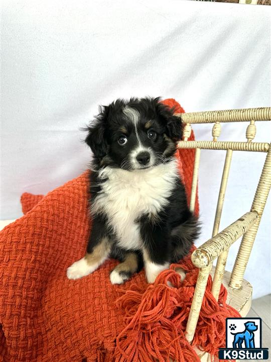 a miniature australian shepherd dog sitting on a chair