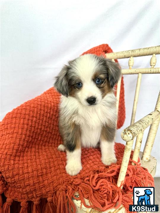 a small white miniature australian shepherd dog