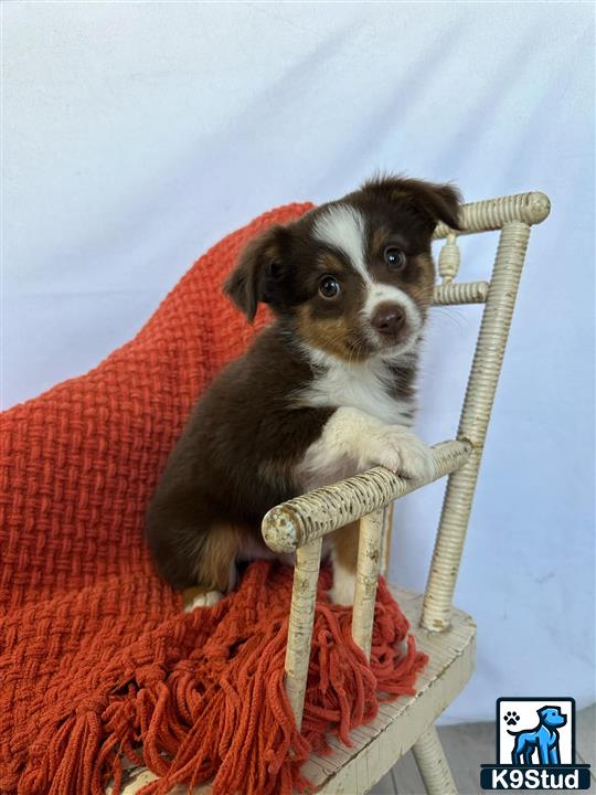 a miniature australian shepherd dog sitting in a chair