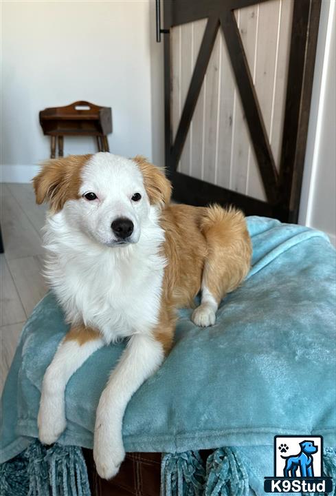 a miniature australian shepherd dog lying on a bed