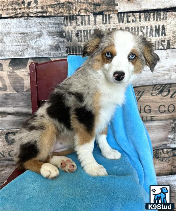 a miniature australian shepherd dog sitting on a blue chair