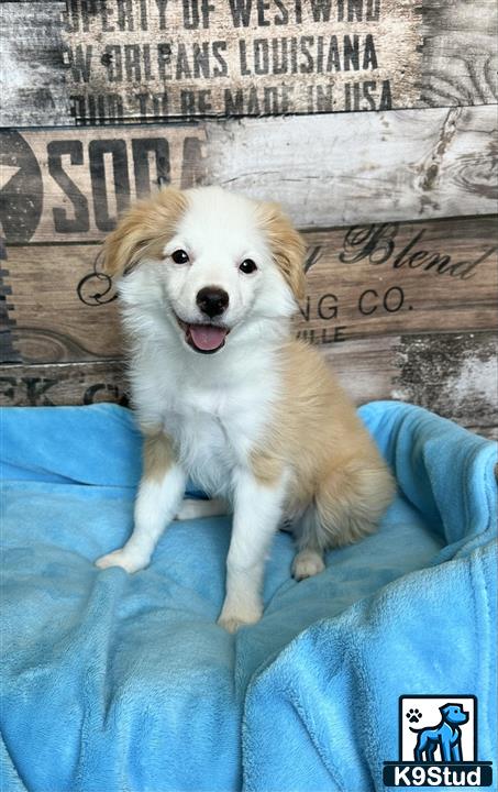 a miniature australian shepherd dog sitting on a couch