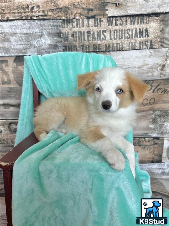 a miniature australian shepherd dog sitting in a chair