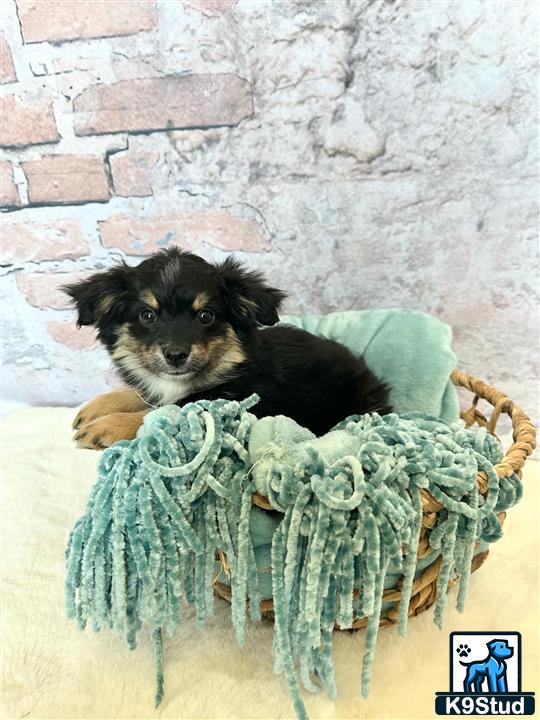 a miniature australian shepherd dog in a basket