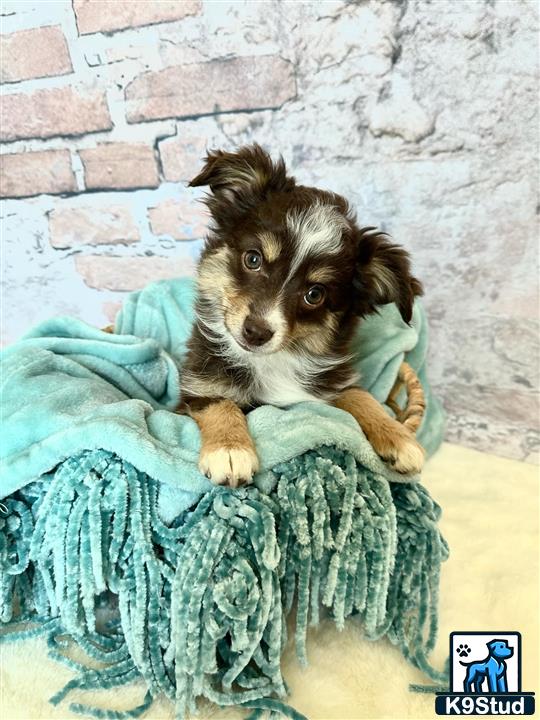 a miniature australian shepherd dog wrapped in a blanket