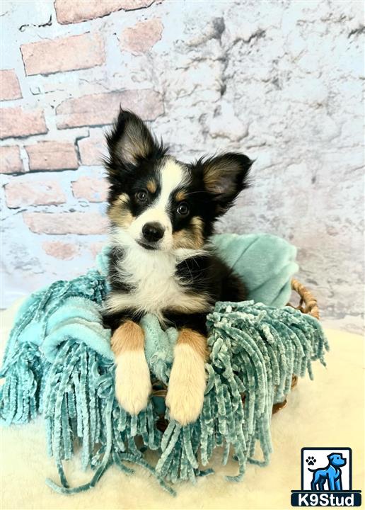 a miniature australian shepherd dog sitting in a miniature australian shepherd dog bed