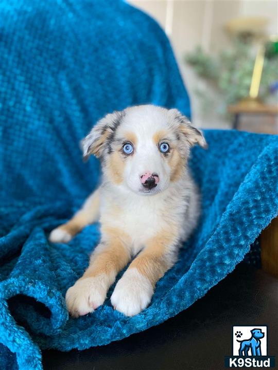 a miniature australian shepherd puppy sitting on a blue blanket