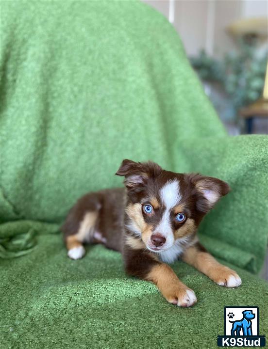 a miniature australian shepherd dog lying on a green couch