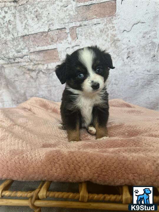 a miniature australian shepherd dog sitting on a chair